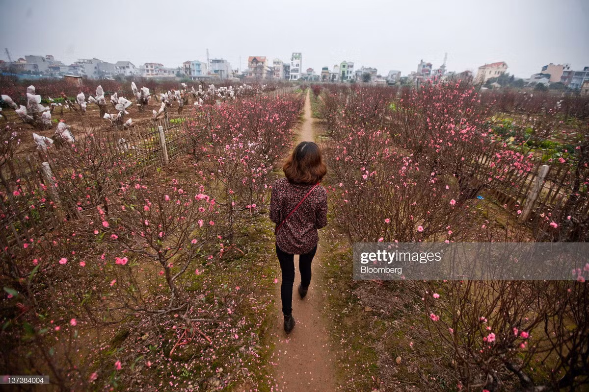 Nhiều du khách đến vườn đào để thưởng lãm vẻ đẹp của hoa, đồng thời cũng tìm cho gia đình một cành đào ưng ý về cắm trong mấy ngày Tết.