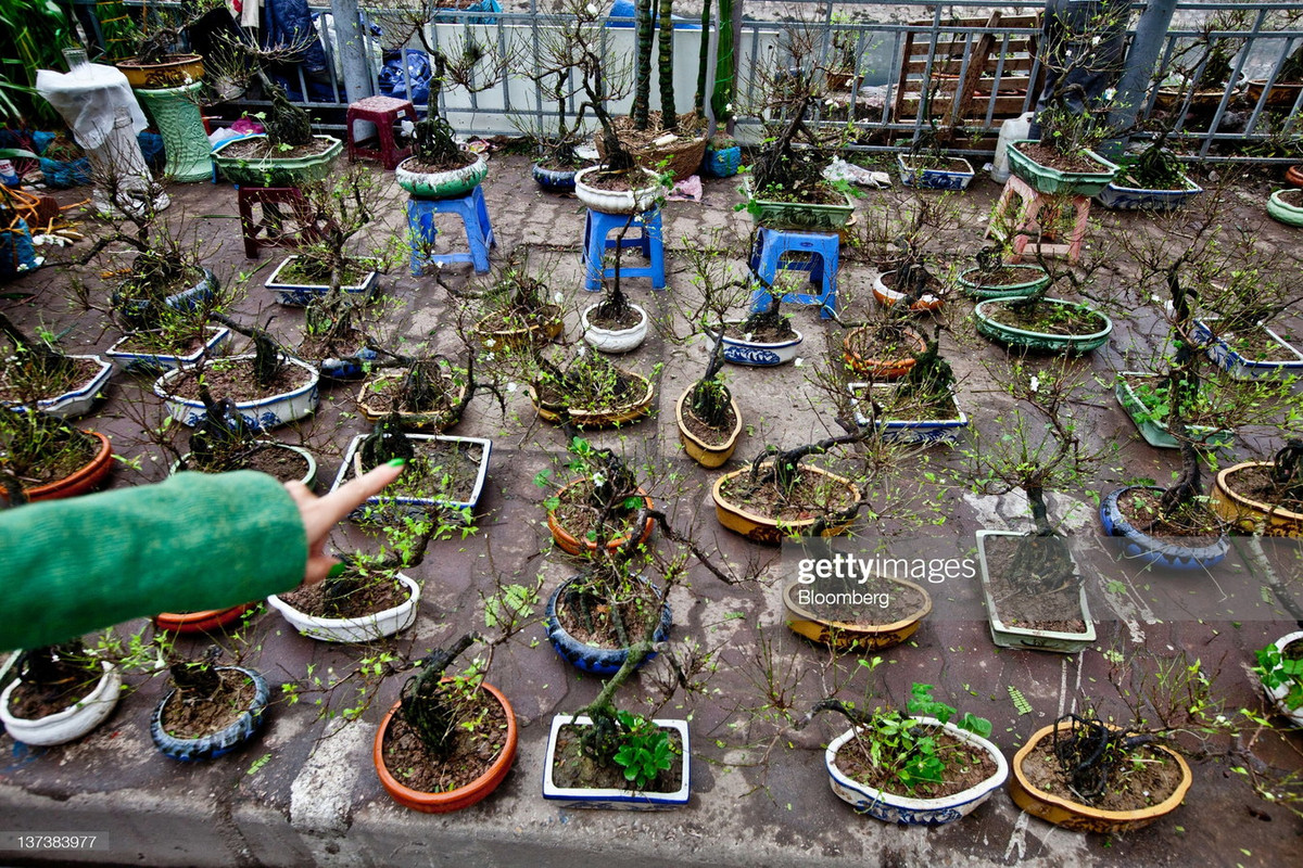 Một đoạn vìa hè tràn ngập các chậu mai trắng bonsai, lựa chọn của một số người chơi hoa sành sỏi ngày Tết.
