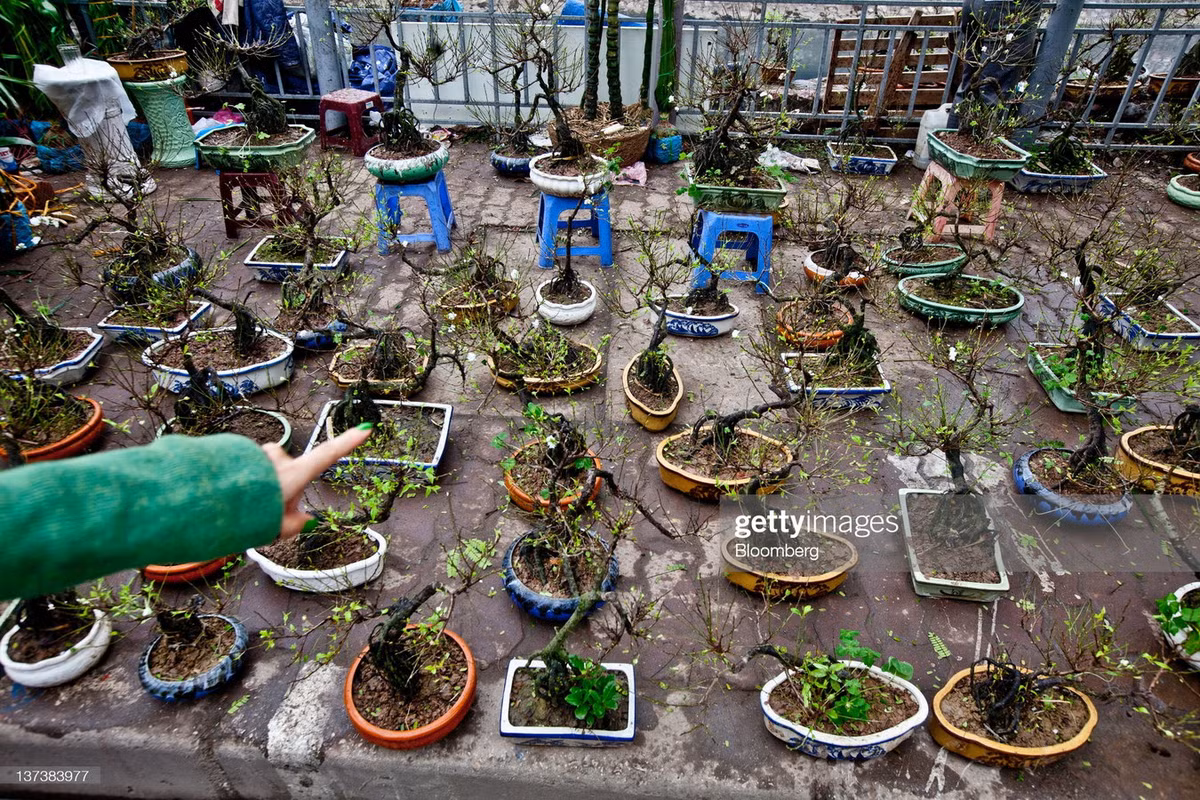 Một đoạn vìa hè tràn ngập các chậu mai trắng bonsai, lựa chọn của một số người chơi hoa sành sỏi ngày Tết.