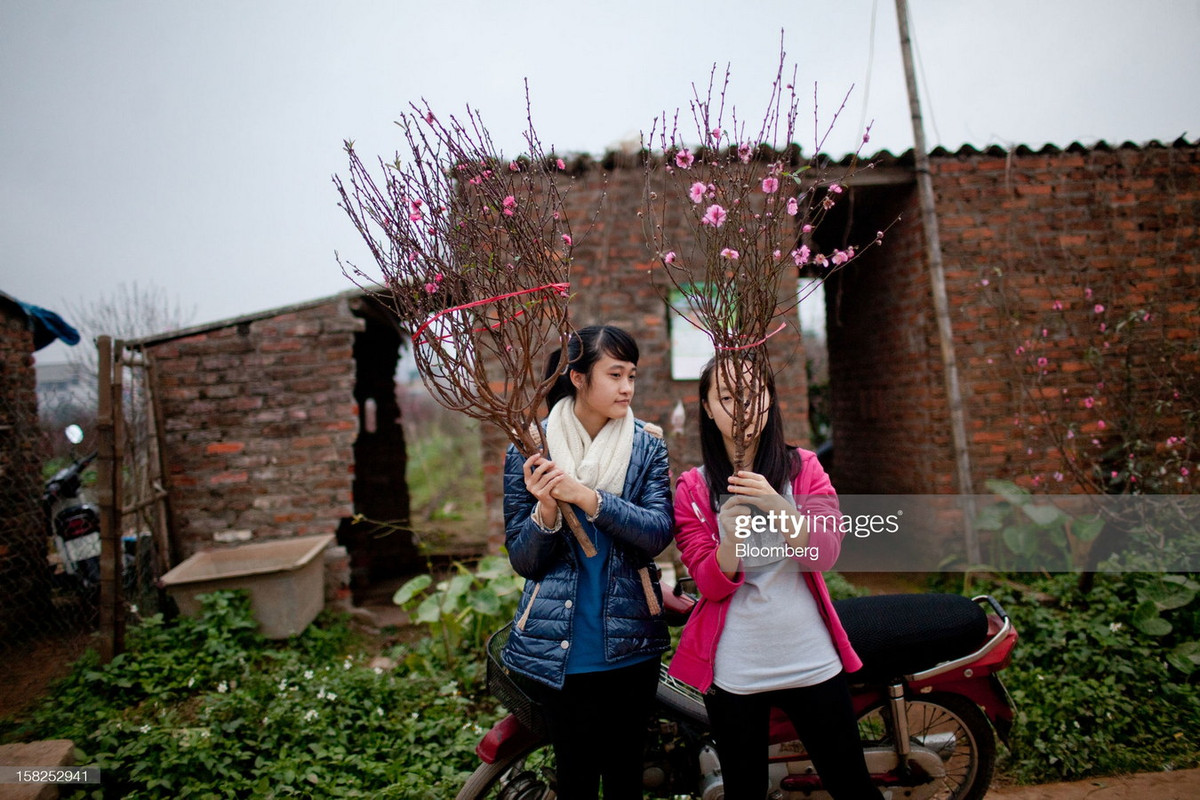 Hai thiếu nữ cầm hai cành đào mình vừa chọn được sau chuyến thăm vườn đào.