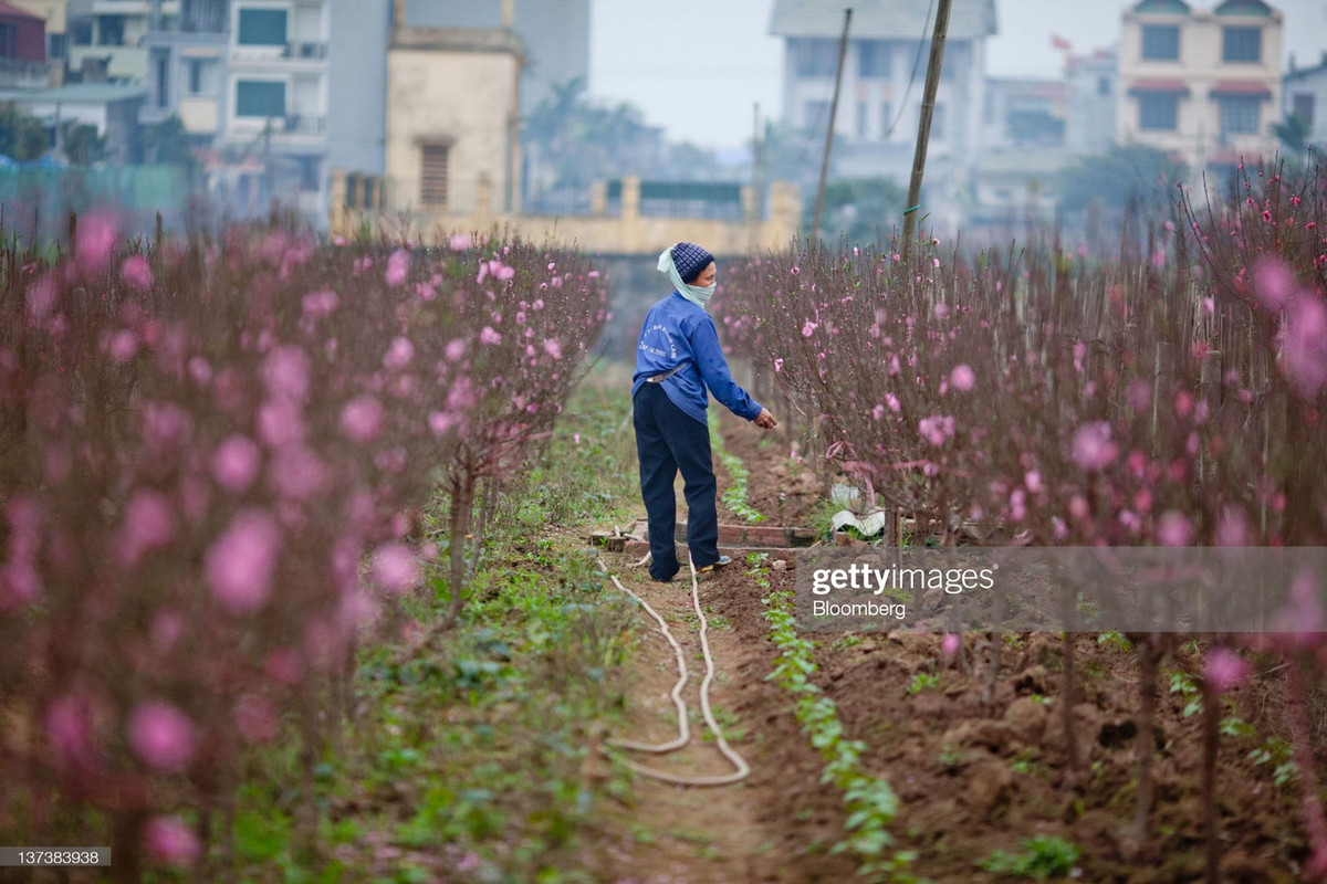 Người nông dân chăm sóc những luống đào đã đơm hoa phơi phới trong cái rét ngọt ngào đăc trưng của ngảy Tết Hà Nội.