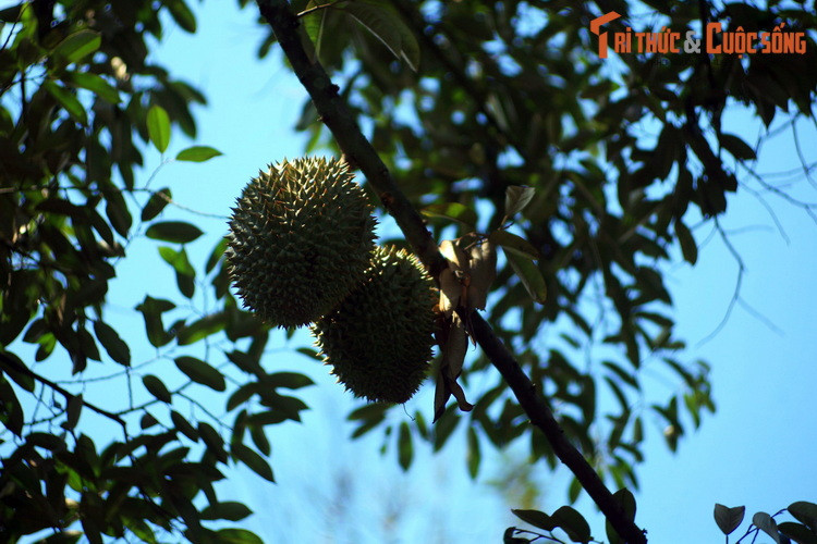 Đến với dải đất trù phú này, du khách có thể ghé thăm các vườn cây ăn trái điển hình của chốn miệt vườn Nam Bộ.