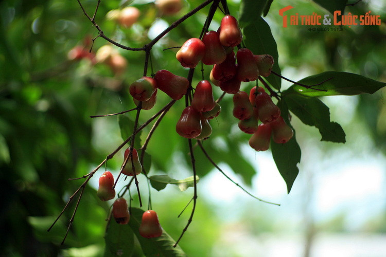 Vào những tháng hè, khách du lịch sẽ được thưởng thức tại chỗ những loại trái cây tươi ngon, rất phong phú về chủng loại như măng cụt, sầu riêng, mận (roi), chôm chôm…