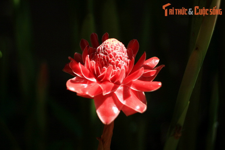 Với thời tiết ngập tràn nắng ấm suốt bốn mùa, cồn Phụng đón tiếp du khách khách thập phương bất kỳ thời điểm nào trong năm.