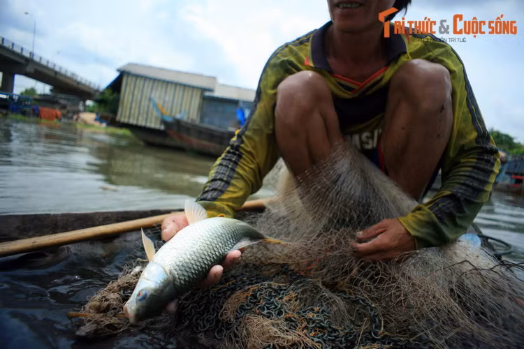 Nguồn lợi thủy sản phong phú trên sông Hậu đã tạo nên tiền đề cho những thế hệ người Việt đầu tiên đến định cư ở vùng đất này thời chúa Nguyễn. Ngày nay khai thác và nuôi trồng thủy sản vẫn là ngành kinh tế chủ đạo gắn với sông Hậu.