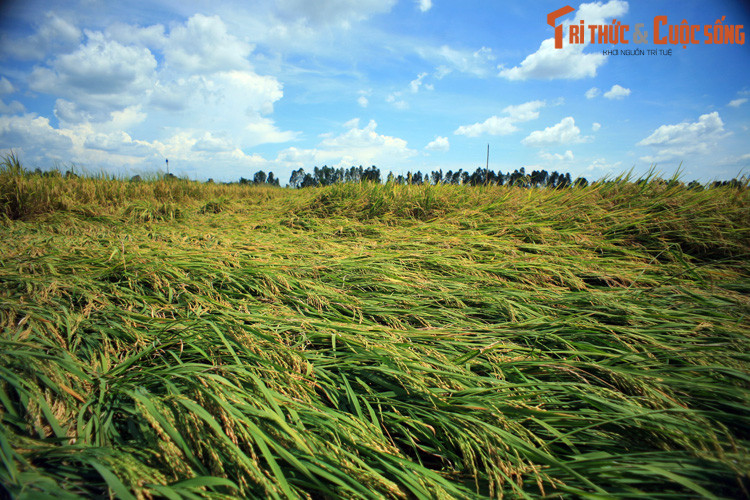 Bên cạnh nguồn lợi thủy sản, sông Hậu cũng là đòn bẩy phát triển nông nghiệp địa phương. Nếu sông Tiền nổi tiếng với các vườn cây ăn quả thì sông Hậu được biết đến nhiều hơn với với những ruộng lúa mênh mông. Tỉnh An Giang, nơi sông Hậu chảy qua là vựa lúa lớn nhất Việt Nam.