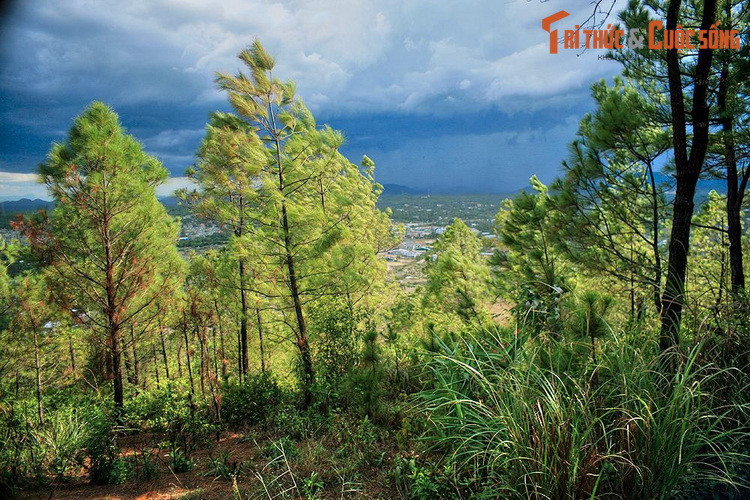 Theo nhà nghiên cứu Nguyễn Đắc Xuân, từ thời Gia Long, tất cả các quan lại không phân biệt phẩm trật lớn nhỏ, mỗi người đều phải trồng ở Ngự Bình một cây thông, cho nên trải qua các đời vua, ngọn núi trở thành một rừng thông xanh tốt.