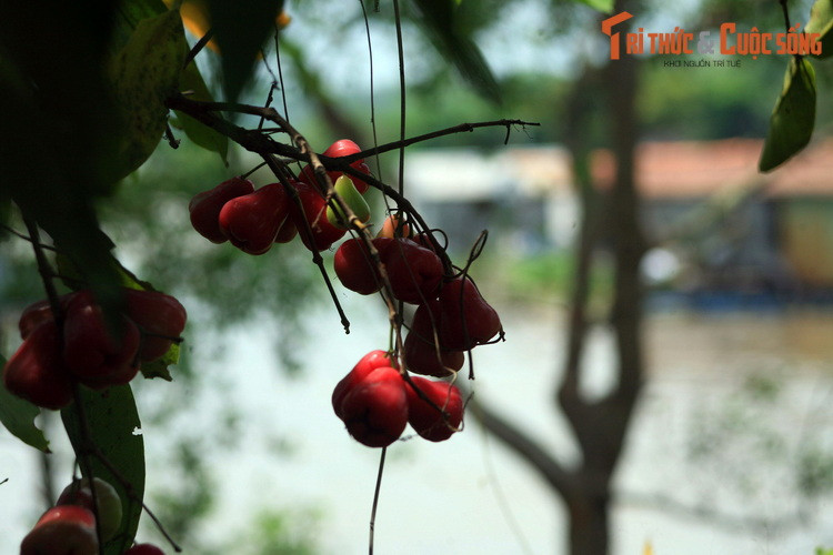 Với sự phát triển mạnh mẽ của ngành du lịch, sông Tiền cũng tạo nên những sản phẩm du lịch độc đáo gắn với đời sống miệt vườn sông nước, đem lại trải nghiệm khó quên cho du khách đến từ phương xa.