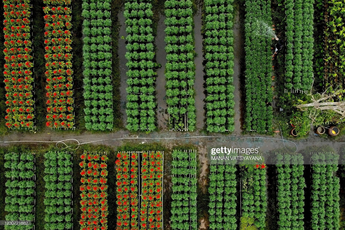 Làng hoa này trồng nhiều loài hoa đẹp mắt, điển hình như: cúc mâm xôi, cúc tiger, cúc đồng tiền, dạ yến thảo, cát tường, vạn thọ, hoa mười giờ, hoa dừa, đại phú, chiều tím, liễu hồng, xác pháo... Bên cạnh đó có cả các giống hoa quý được trồng cho mục đích xuất khẩu.