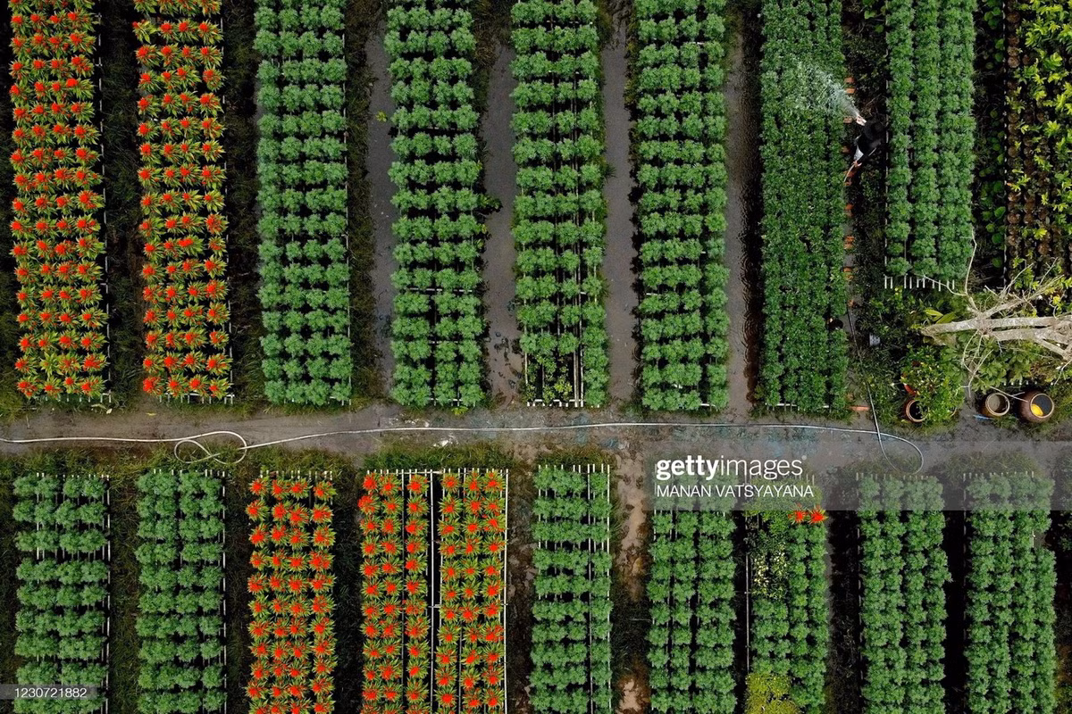 Làng hoa này trồng nhiều loài hoa đẹp mắt, điển hình như: cúc mâm xôi, cúc tiger, cúc đồng tiền, dạ yến thảo, cát tường, vạn thọ, hoa mười giờ, hoa dừa, đại phú, chiều tím, liễu hồng, xác pháo... Bên cạnh đó có cả các giống hoa quý được trồng cho mục đích xuất khẩu.