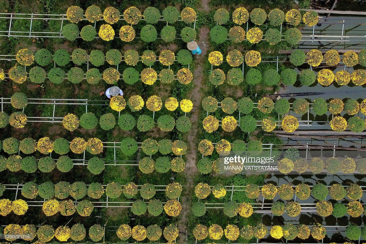 Hai người nông dân đang chăm sóc những khóm cúc đang lên hoa. Làng Sa Đéc còn được gọi là làng hoa Tân Quy Đông, được mệnh danh là xứ sở của các loài hoa kiểng ở khu vực Nam Bộ.