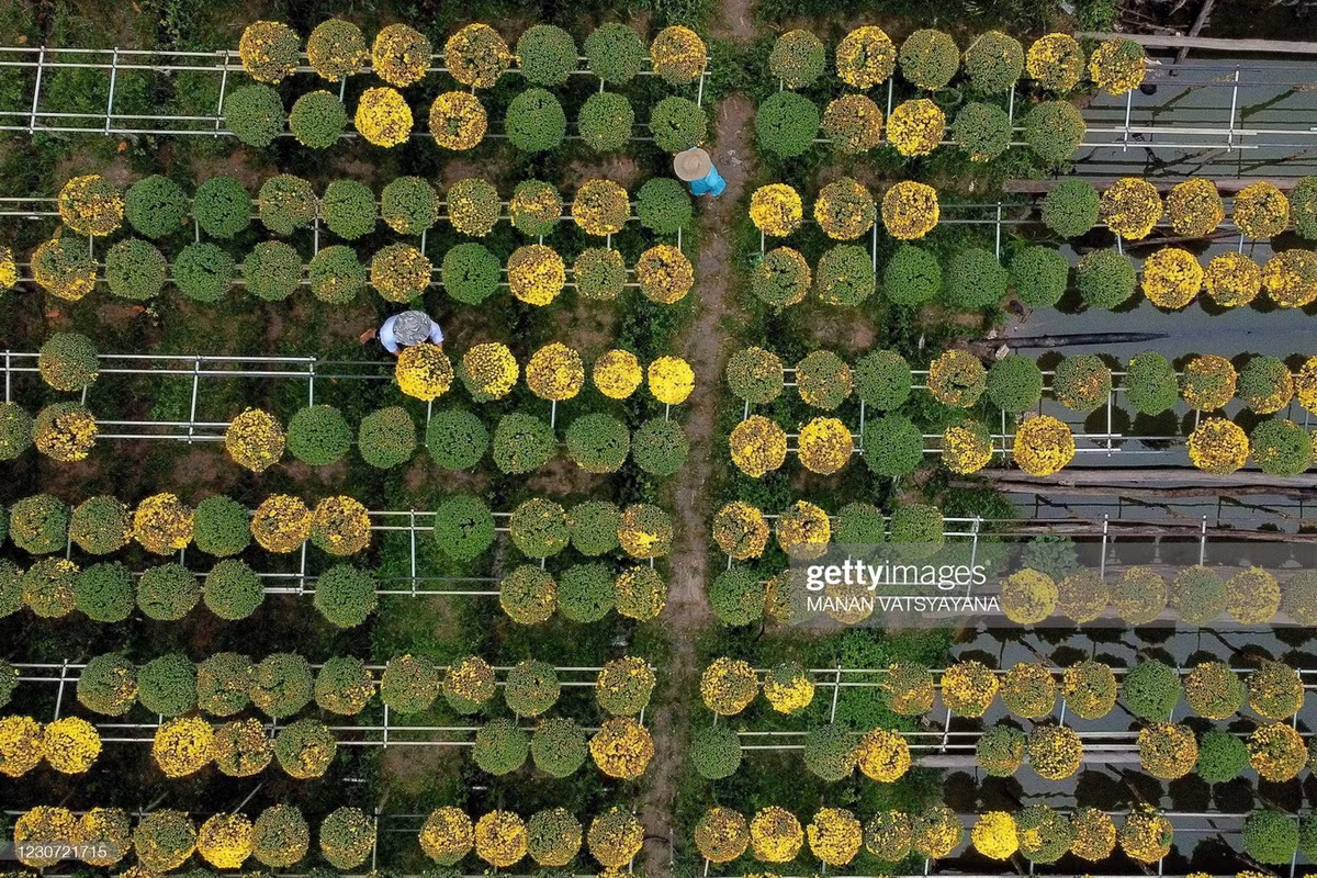 Hai người nông dân đang chăm sóc những khóm cúc đang lên hoa. Làng Sa Đéc còn được gọi là làng hoa Tân Quy Đông, được mệnh danh là xứ sở của các loài hoa kiểng ở khu vực Nam Bộ.