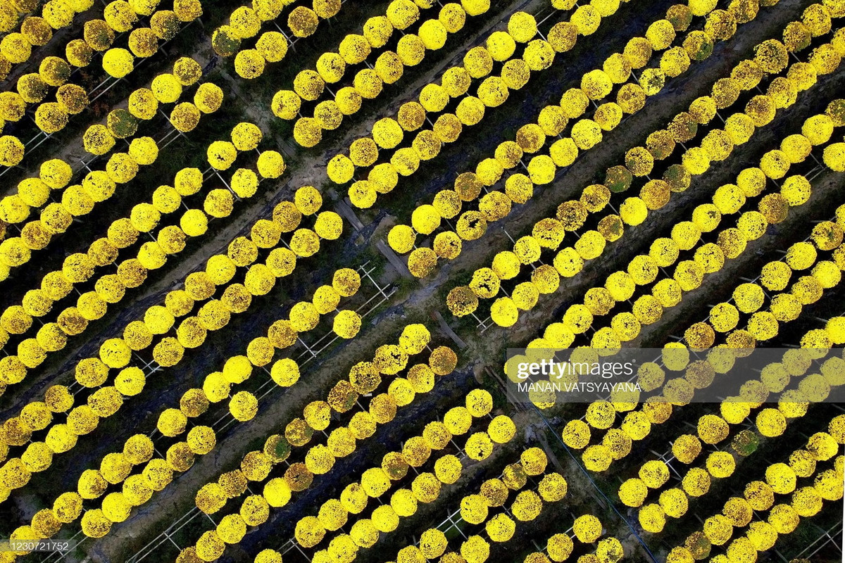 Là một làng nghề truyền thống cả trăm năm, từ những năm đầu thế kỷ 20, nơi đã có một số hộ trồng hoa chủ yếu để trang trí dịp tết. Thấy hoa hợp đất nở đẹp, dần dần số hộ trồng hoa đã tăng lên và mục đích kinh doanh cũng được xác định.