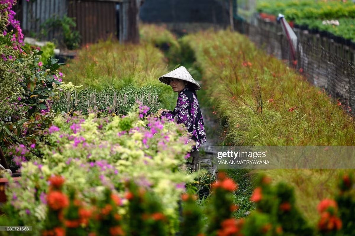 Không chỉ là một địa danh quen thuộc với khách mua hoa, cây cảnh, làng hoa Sa Đéc còn là một địa điểm tham quan lý thú ở dành cho khách thập phương ở mảnh đất Đồng Tháp.