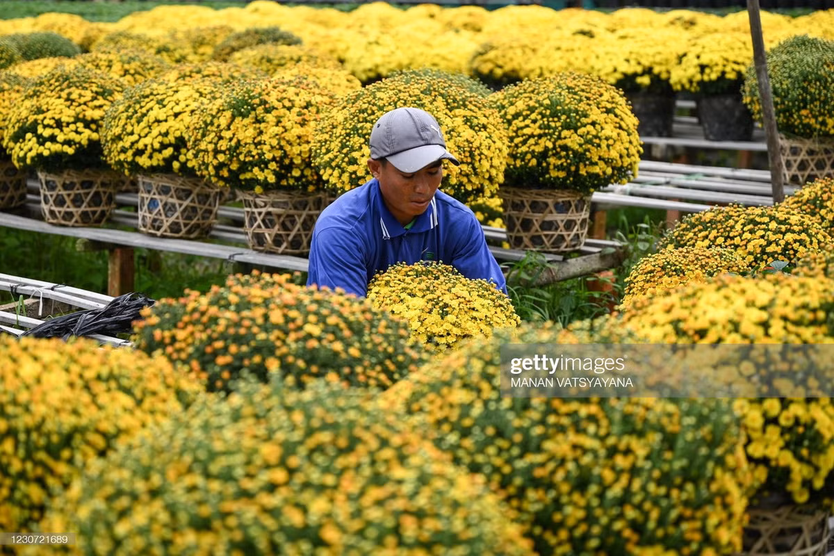 Một số hình ảnh đẹp về làng hoa Sa Đéc được ghi lại qua ống kính Manan Vatsyayana.