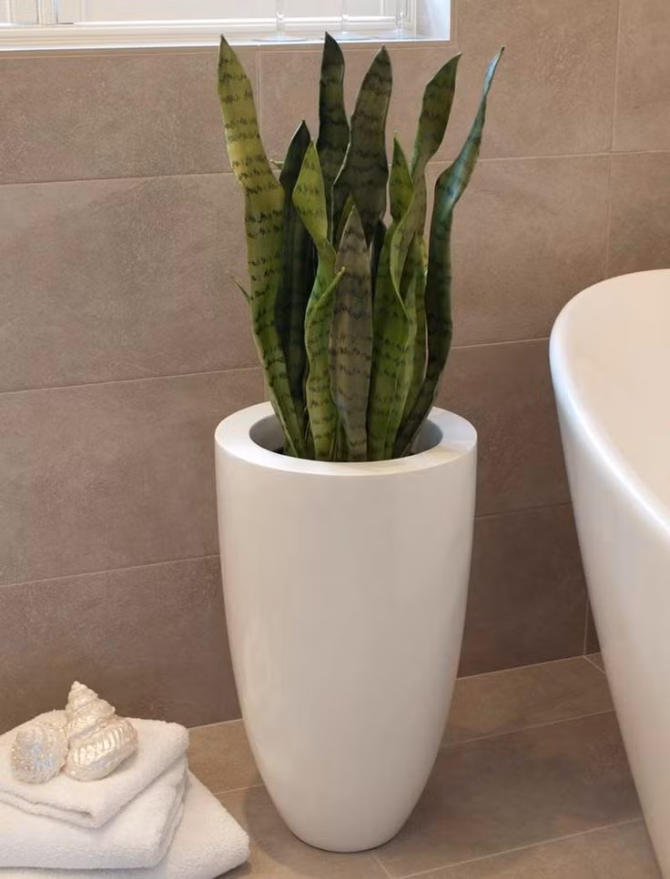 Là loài cây ưa bóng râm, thích ánh nắng nhẹ hoặc chỉ cần ánh sáng điện là phát triển tốt nên cây trầu bà phù hợp với không gian phòng tắm. Ảnh: Pinterest.