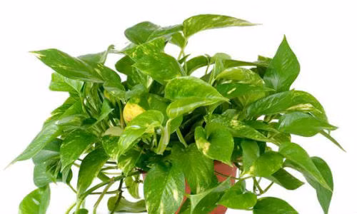 Ngoài khả năng hút được khí độc, cây trầu bà còn có ý nghĩa phong thủy, mang đến may mắn và bình an cho gia chủ. Ảnh: Chợ hoa.