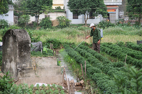An rau cu hay rau la it o nhiem thuoc tru sau hon?