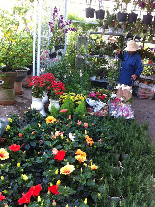 Nhiều cây cảnh chứa chất gây độc bán tại các vựa cây cảnh.