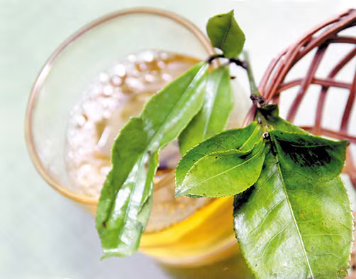 Náu nuóc che xanh, nen chọn lá già