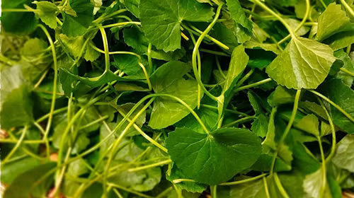 Chua huyet ap cao, da noi mun cuc de bang rau ma