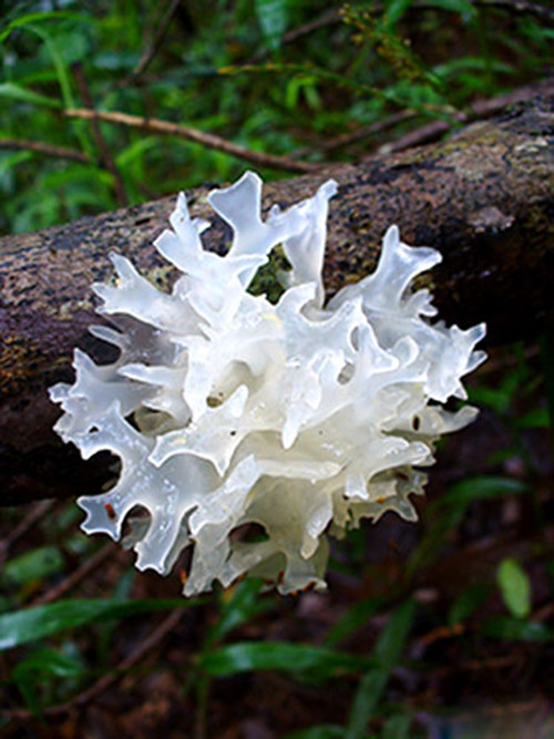 Nhung mon an chua benh rat ngon tu moc nhi trang