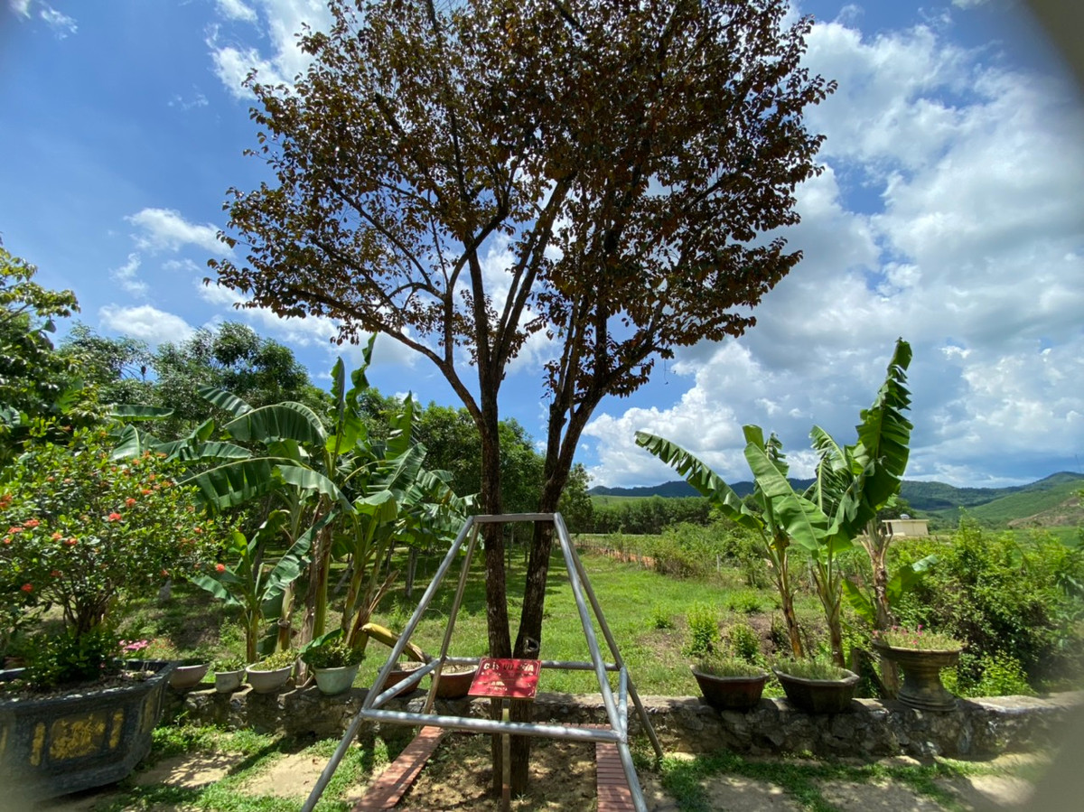 Cây vú sữa do Bí thư Trung ương Đảng, Trưởng ban Tuyên giáo Trung ương Nguyễn Trọng Nghĩa trồng tại khu di tích.