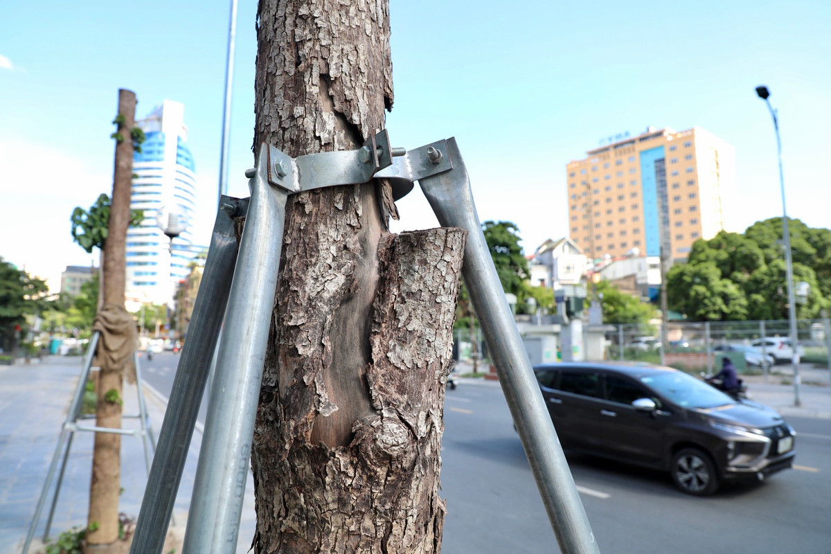 Nhiều cây bị bong vỏ, lộ lớp thân gỗ khô cằn bên trong.