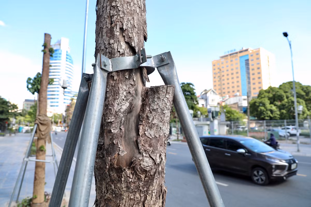 Nhiều cây bị bong vỏ, lộ lớp thân gỗ khô cằn bên trong.