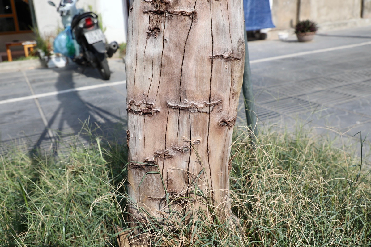 Một cây khác cũng xảy ra tình trạng tương tự.