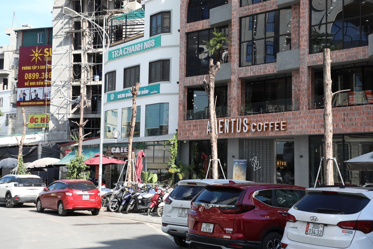 Hàng cây trơ trụi như cọc gỗ.