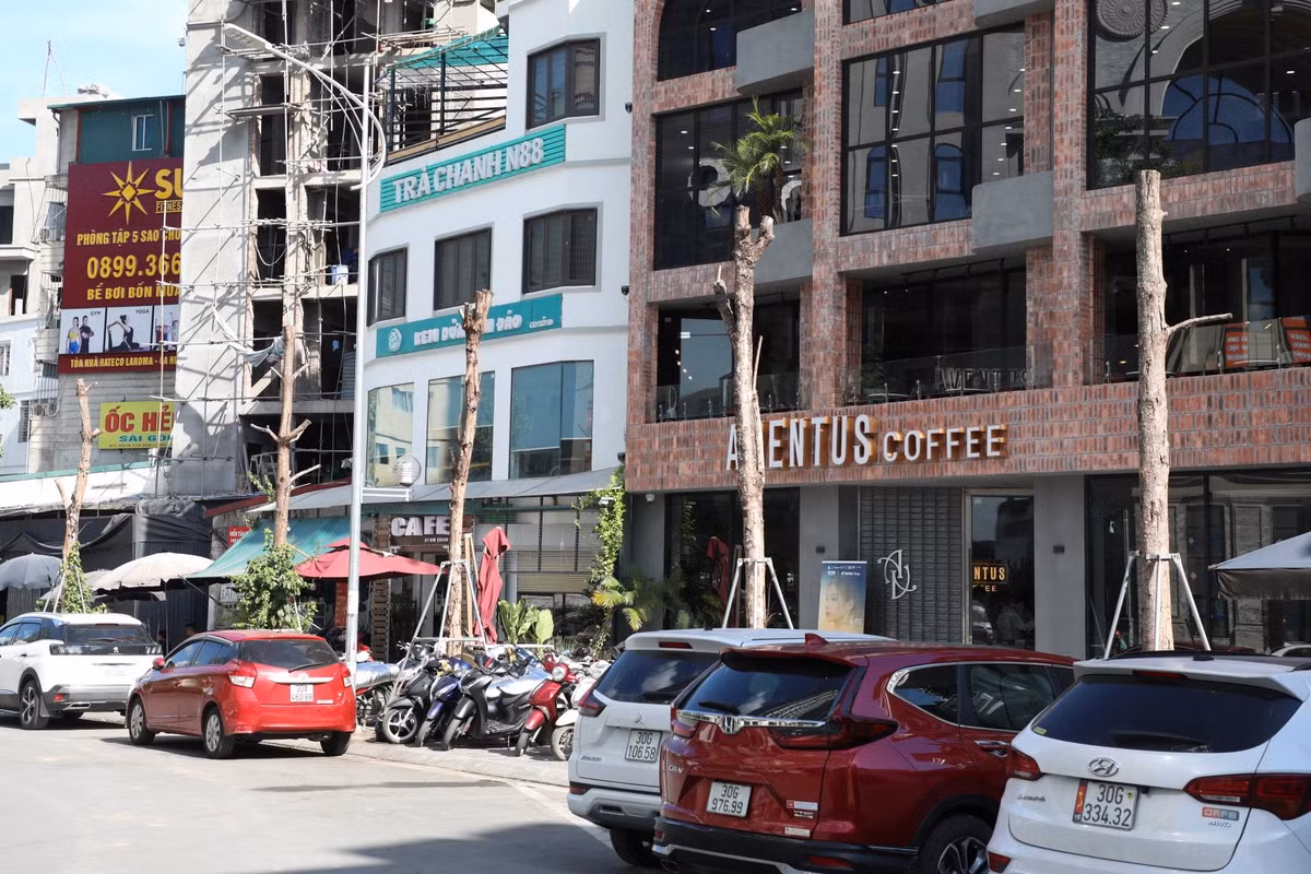 Hàng cây trơ trụi như cọc gỗ.