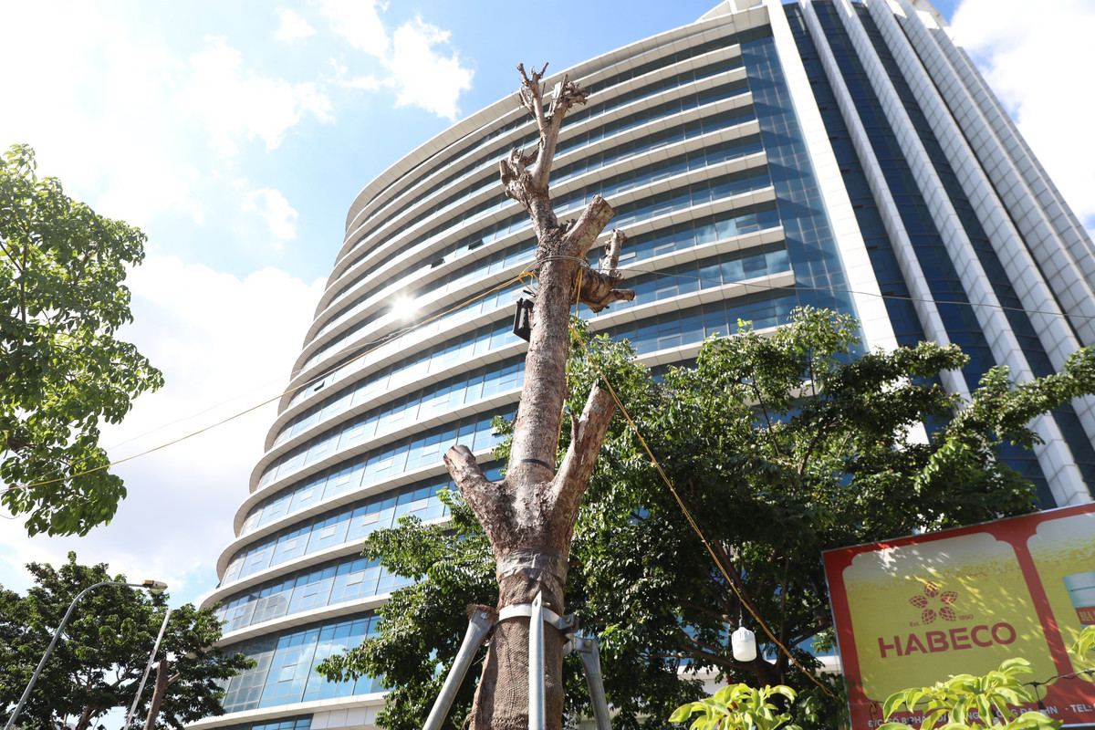 Trước đó, đầu tháng 4/2023, sau khi báo chí phản ánh hàng loạt cây có biểu hiện chết khô trên đường Huỳnh Thúc Kháng kéo dài (quận Đống Đa, Hà Nội), Ban Quản lý dự án đầu tư xây dựng quận Đống Đa đã phối hợp với nhà thầu để trồng mới, thay thế hơn 100 cây cây cũ, đã chết khô.