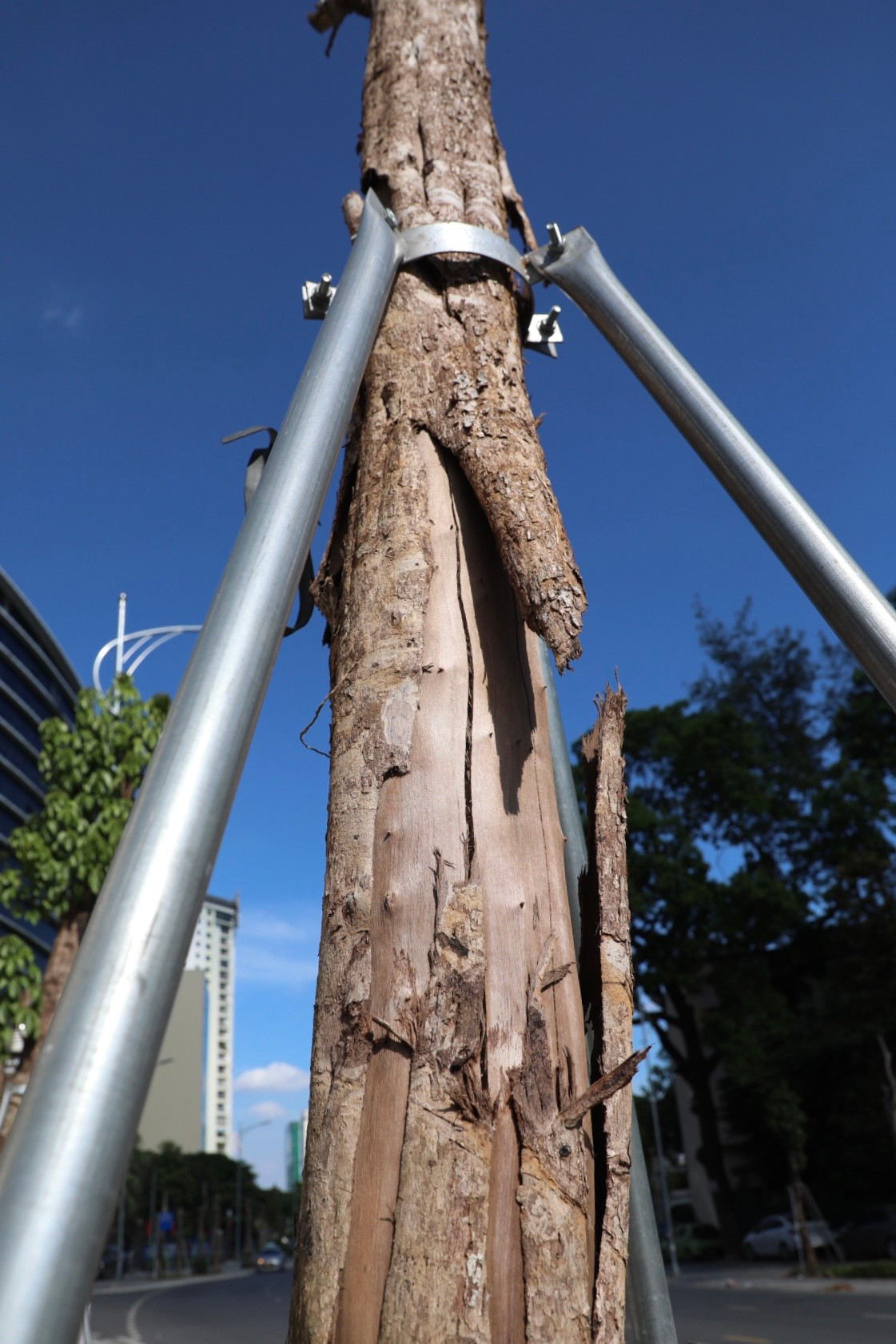 Thân cây như một cành củỉ khô, nứt toác.