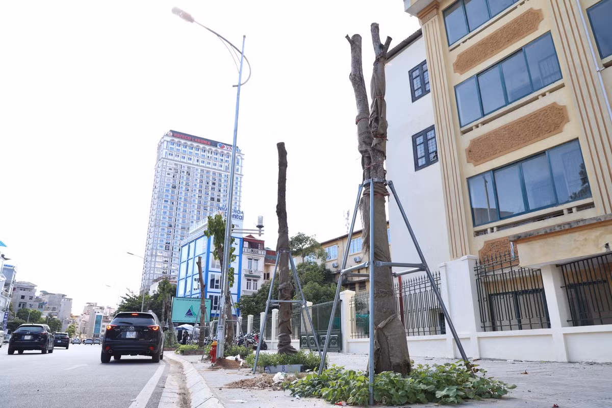 Vài chục cây lại rơi vào tình trạng khô héo, không cành lá, không có dấu hiệu của sự sống.