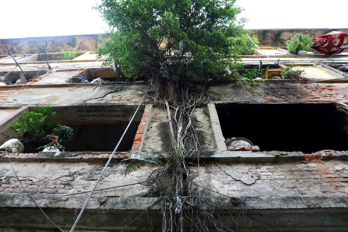 Đáng chú ý, có cả những cây dại bám rễ, mọc xuyên tường, làm ảnh hưởng tới kết cấu tường.