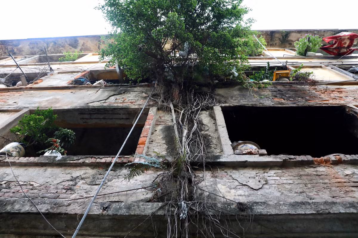 Đáng chú ý, có cả những cây dại bám rễ, mọc xuyên tường, làm ảnh hưởng tới kết cấu tường.