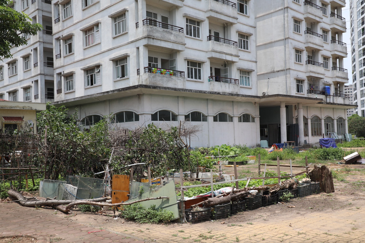 Người dân sống xung quanh khu vực tận dụng nhiều khoảng trống để trồng rau.