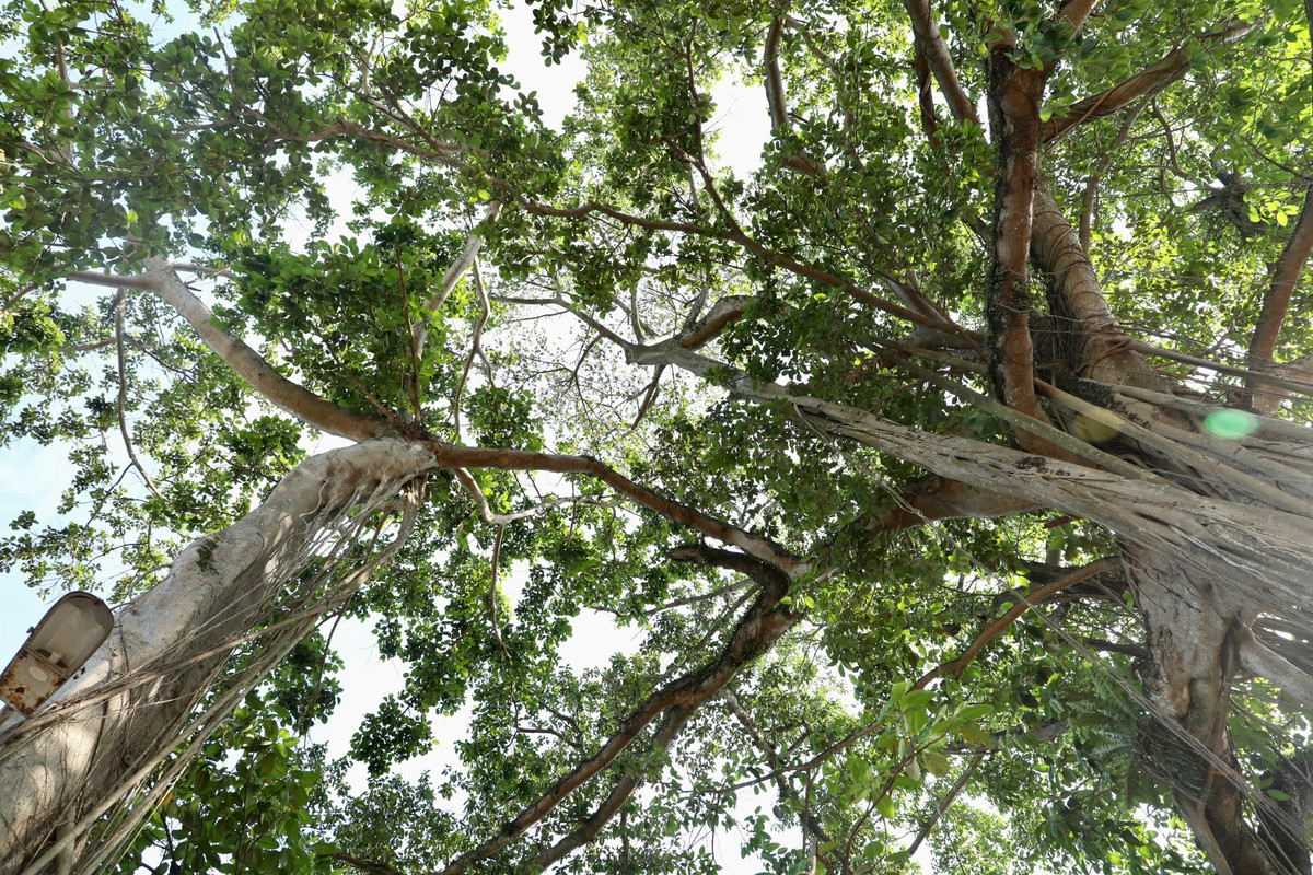 Cây vươn cao khoảng 30m, với 9 gốc uốn lượn liên kết với nhau, tán cây rộng lớn, che mát cả một khoảng đất rộng trước sân đình.