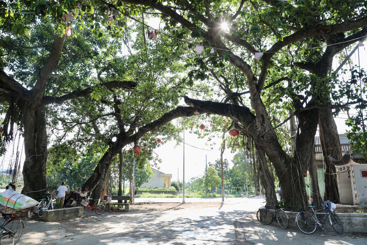 Ông Kiều Văn Teo, đại diện Ban quản lý di tích đình làng Yên Lạc cho hay, để bảo tồn được giá trị của di tích, địa phương đang làm hồ sơ xét "cây di sản" cho cây đa 9 gốc.