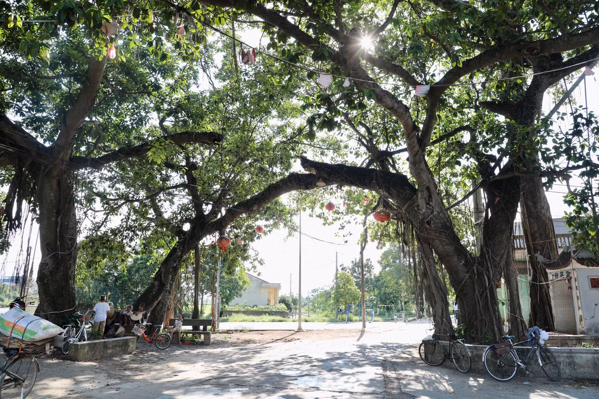 Ông Kiều Văn Teo, đại diện Ban quản lý di tích đình làng Yên Lạc cho hay, để bảo tồn được giá trị của di tích, địa phương đang làm hồ sơ xét "cây di sản" cho cây đa 9 gốc.