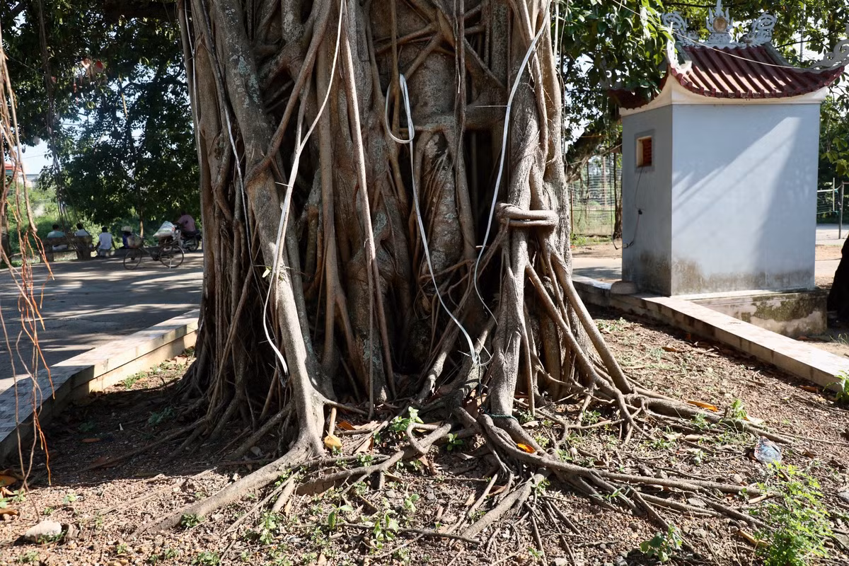 Gốc đa to nhiều người ôm không xuể.