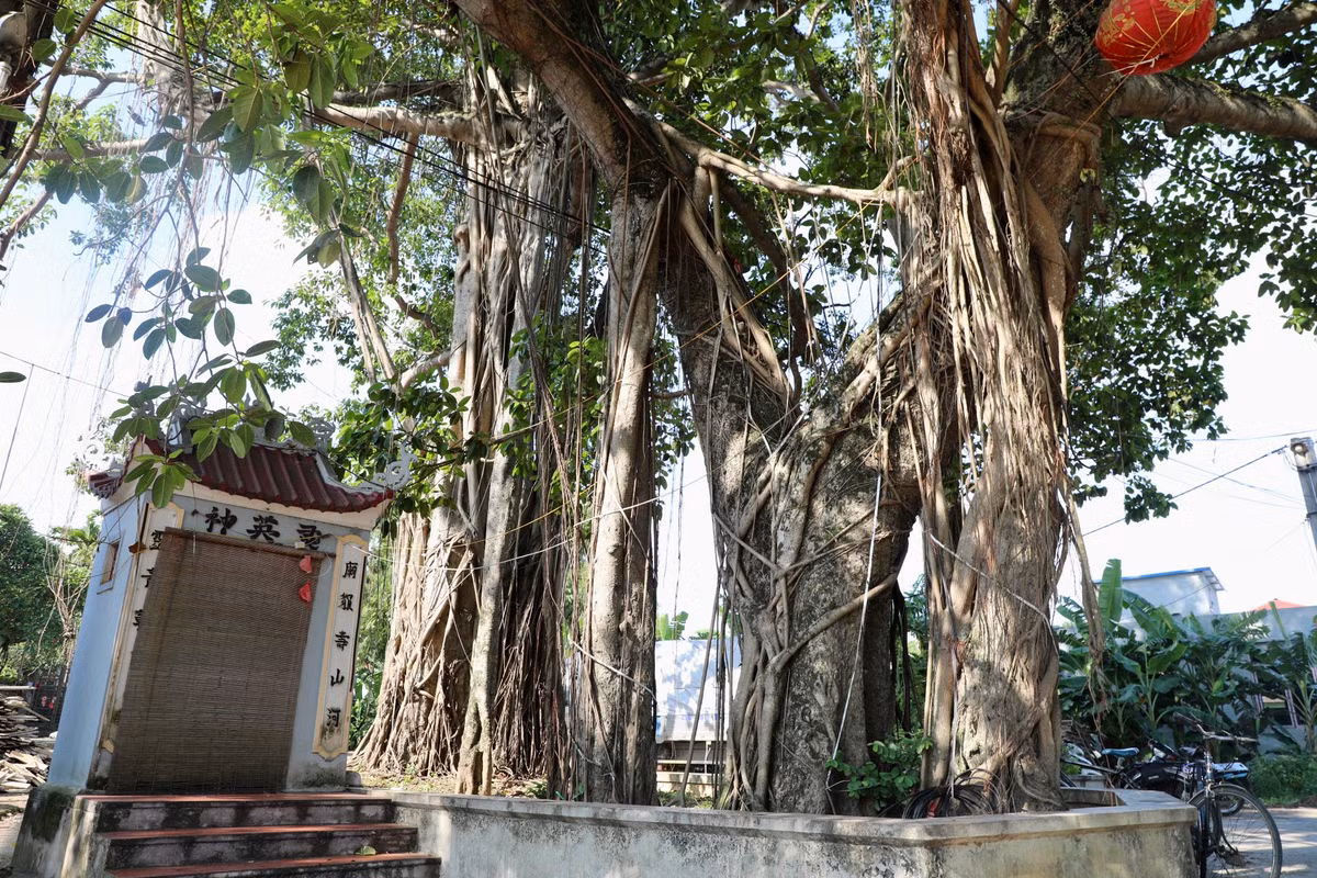 Cây đa cổ 9 gốc 500 năm tuổi được xem như báu vật linh thiêng của người dân làng Yên Lạc. Tại gốc chính của cây, bà con còn lập miếu thờ. 