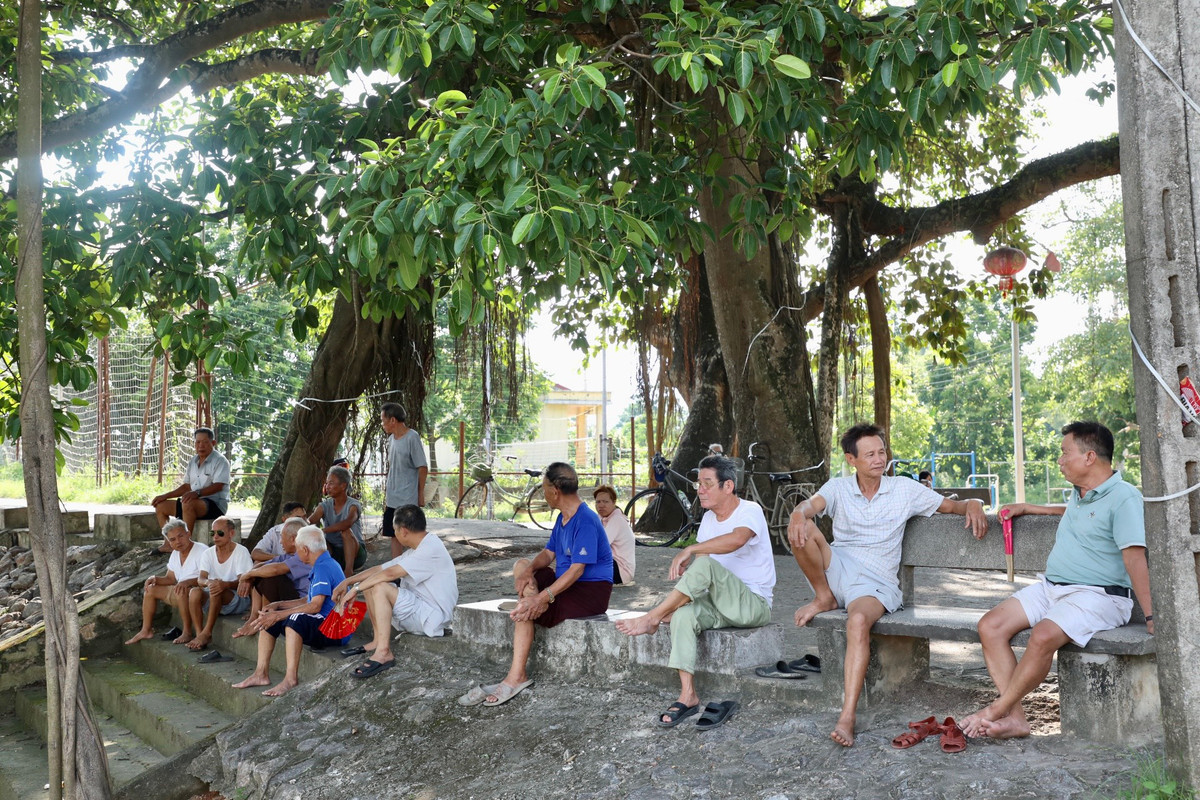 Ông Bốn, 90 tuổi, người dân làng Yên Lạc cho biết: “Cây đa được coi như báu vật của dân làng, là hình ảnh đậm chất nông thôn với cây đa, giếng nước, sân đình. Thi thoảng có cả đoàn khách du lịch nước ngoài ghé thăm. Cây đa còn là điểm kết nối của làng, xã, ngày nào cũng có hàng chục người ngồi dưới gốc cây hóng mát, trò chuyện. Nhất là mỗi khi mất điện, bà con ngồi kín khu vực này".