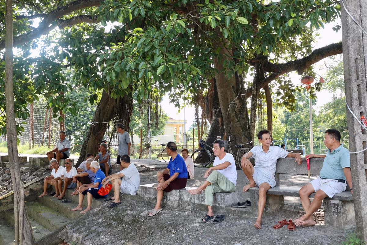 Ông Bốn, 90 tuổi, người dân làng Yên Lạc cho biết: “Cây đa được coi như báu vật của dân làng, là hình ảnh đậm chất nông thôn với cây đa, giếng nước, sân đình. Thi thoảng có cả đoàn khách du lịch nước ngoài ghé thăm. Cây đa còn là điểm kết nối của làng, xã, ngày nào cũng có hàng chục người ngồi dưới gốc cây hóng mát, trò chuyện. Nhất là mỗi khi mất điện, bà con ngồi kín khu vực này".