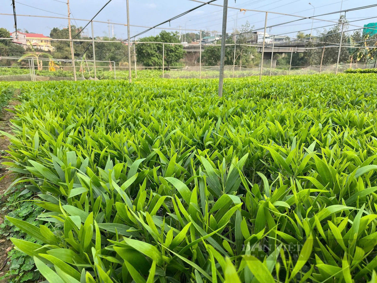 Thu nhập cao từ vườn ươm cây keo giâm hom - Hình 3 Thu nhap cao tu vuon uom cay keo giam hom-Hinh-3