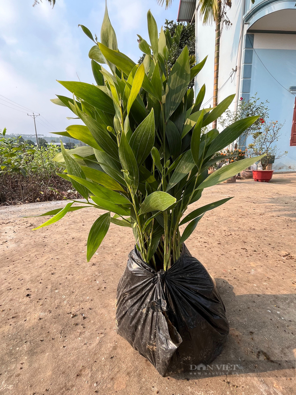 Thu nhập cao từ vườn ươm cây keo giâm hom - Hình 4 Thu nhap cao tu vuon uom cay keo giam hom-Hinh-4