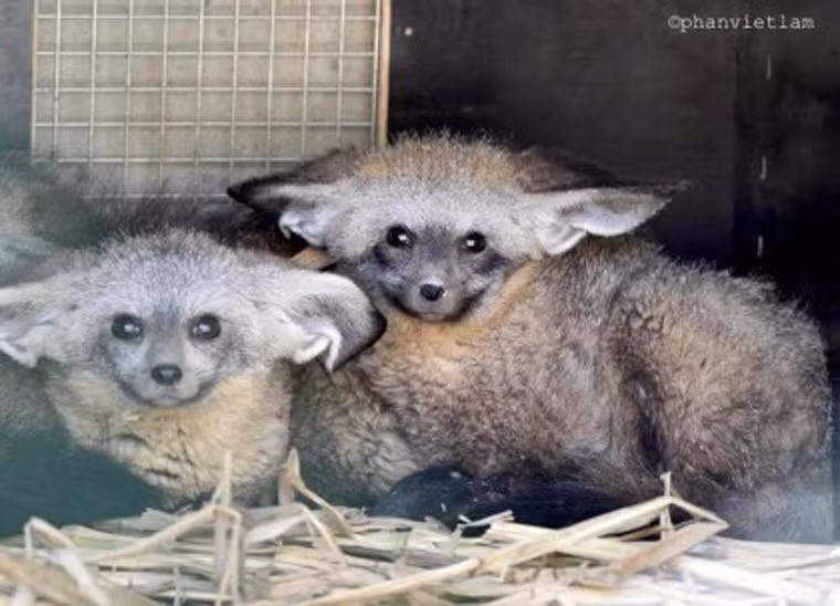 Cáo tai dơi được chăm sóc đặc biệt tại Vinpearl Safari Phú Quốc. Công viên bán hoang dã này có các phân khu như vườn thú mở, khu bán hoang dã, bệnh viện thú y lớn nhất Đông Nam Á.