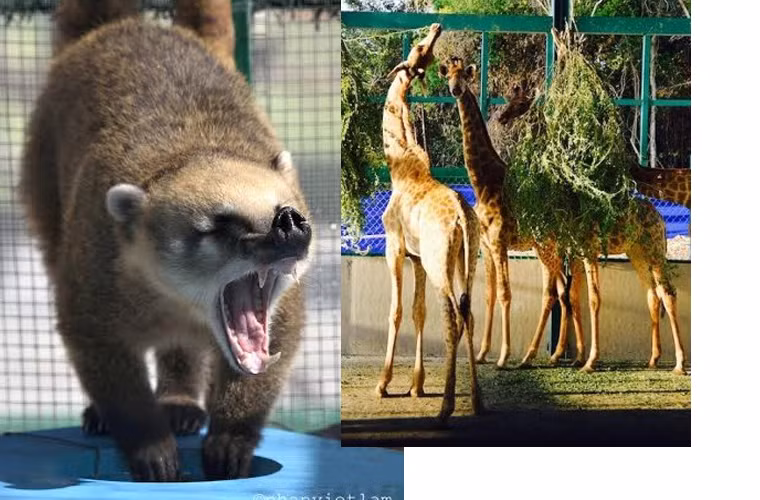 Gấu mèo, hươu cao cổ.