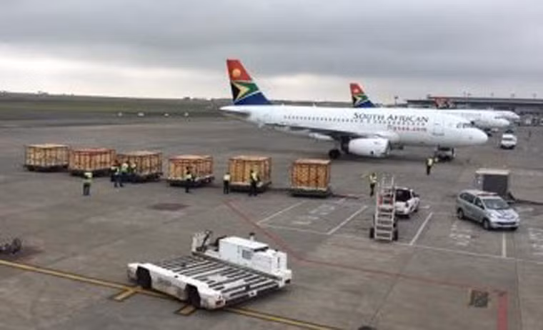 Chuyến chuyên cơ từ Nam Phi đã đưa hàng trăm con ngựa vằn, lạc đà một bướu, linh dương... đủ chủng loại hạ cánh xuống Phú Quốc, đưa những loại thú quý hiếm này về Vinpearl Safari Phú Quốc.